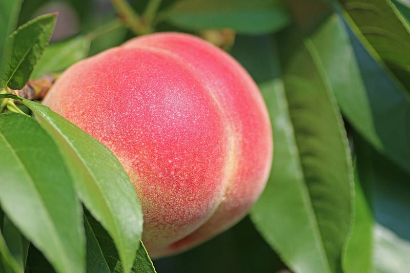 Lemon-Rosemary Grilled Peaches
